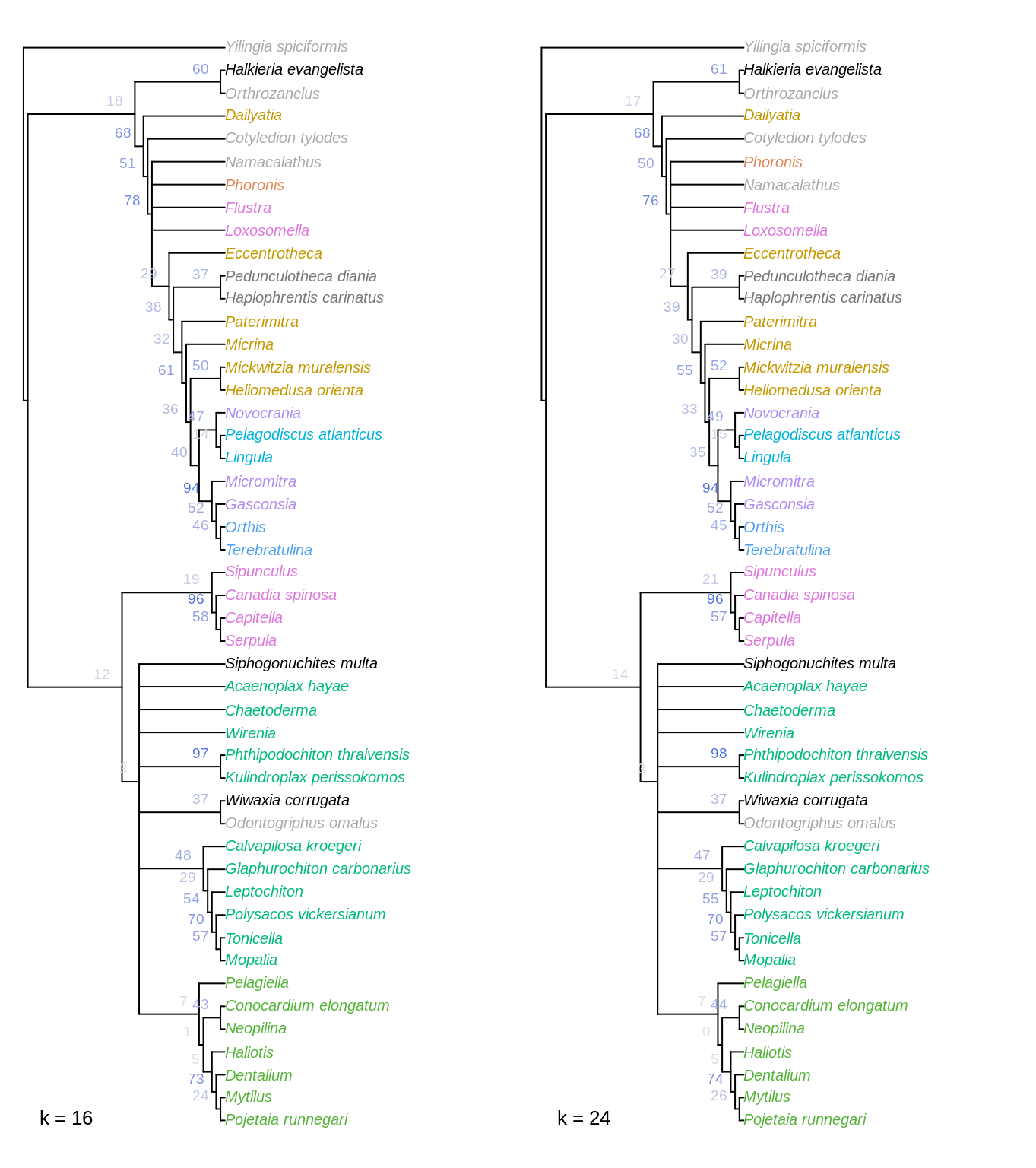 Strict consensus of all optimal trees under Fitch parsimony with implied weighting, at k = 16 and 24.