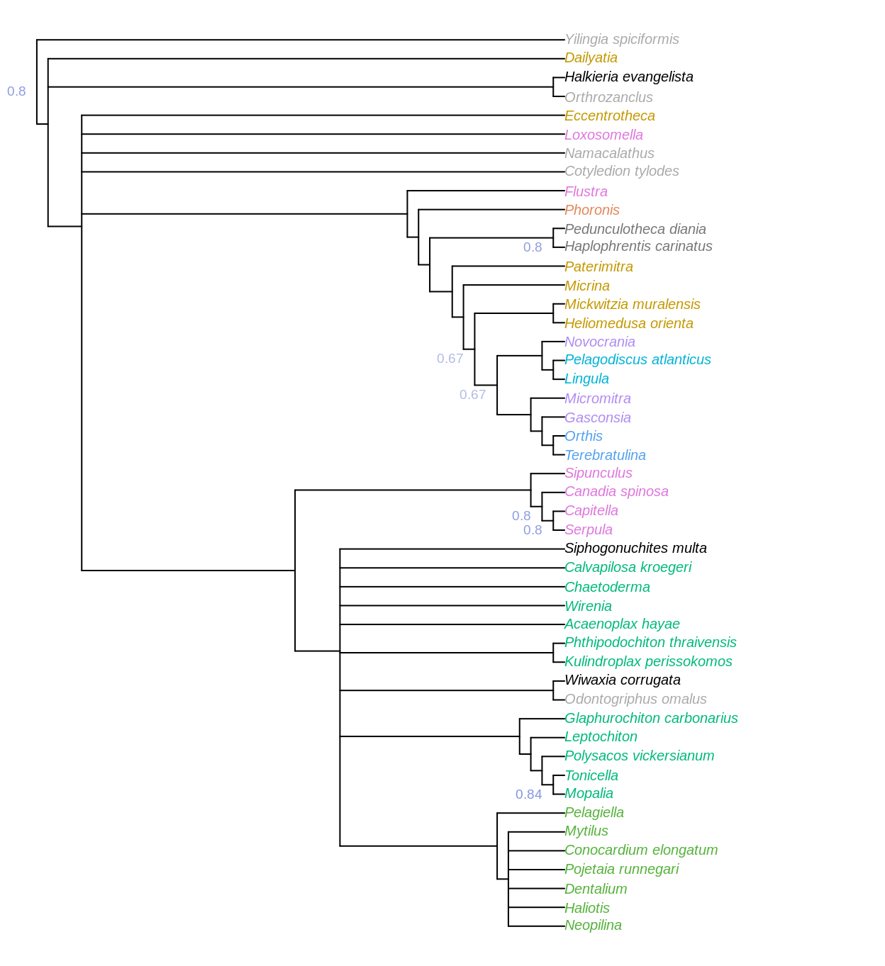 Majority-rule consensus of all trees that are optimal under implied weights. Node labels denote, where less than 100%, the frequency of each node in the set of all optimal trees.