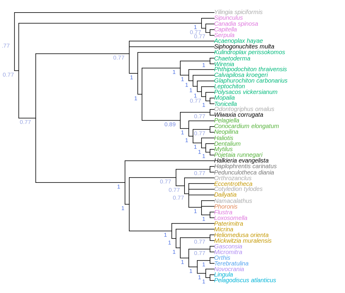 Consensus of all parsimony trees, under equal and implied weights. Node labels denote the frequency of each clade in most parsimonious trees under all analytical conditions.