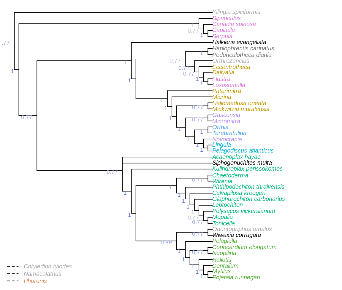 Consensus of same trees, with taxa pruned before constructing consensus to give context to clade support. Node labels denote the frequency of each clade in most parsimonious trees under all analytical conditions.