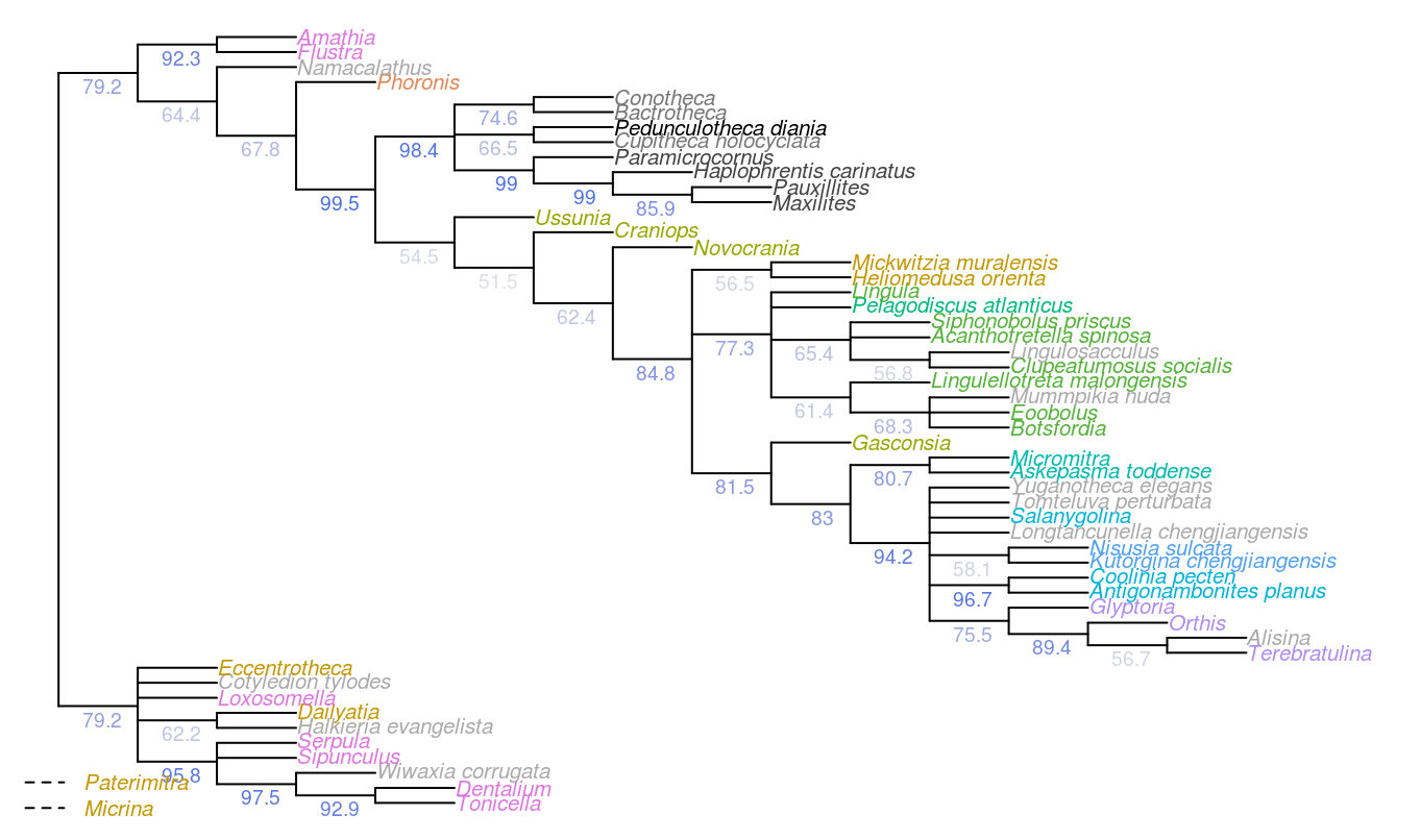 Results of Bayesian analysis, posterior probability > 50%, wildcard taxa pruned