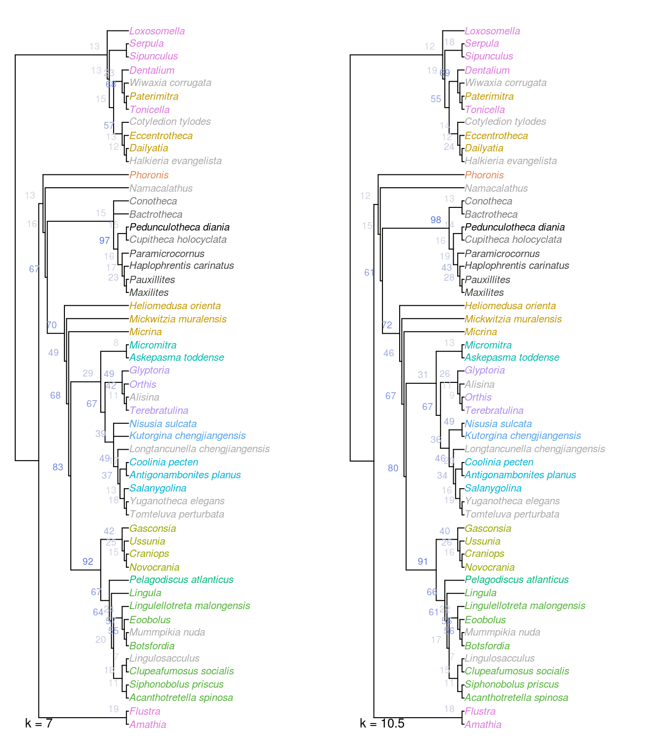 Strict consensus of all optimal trees under Fitch parsimony with implied weighting, at k = 7 and 10.5.