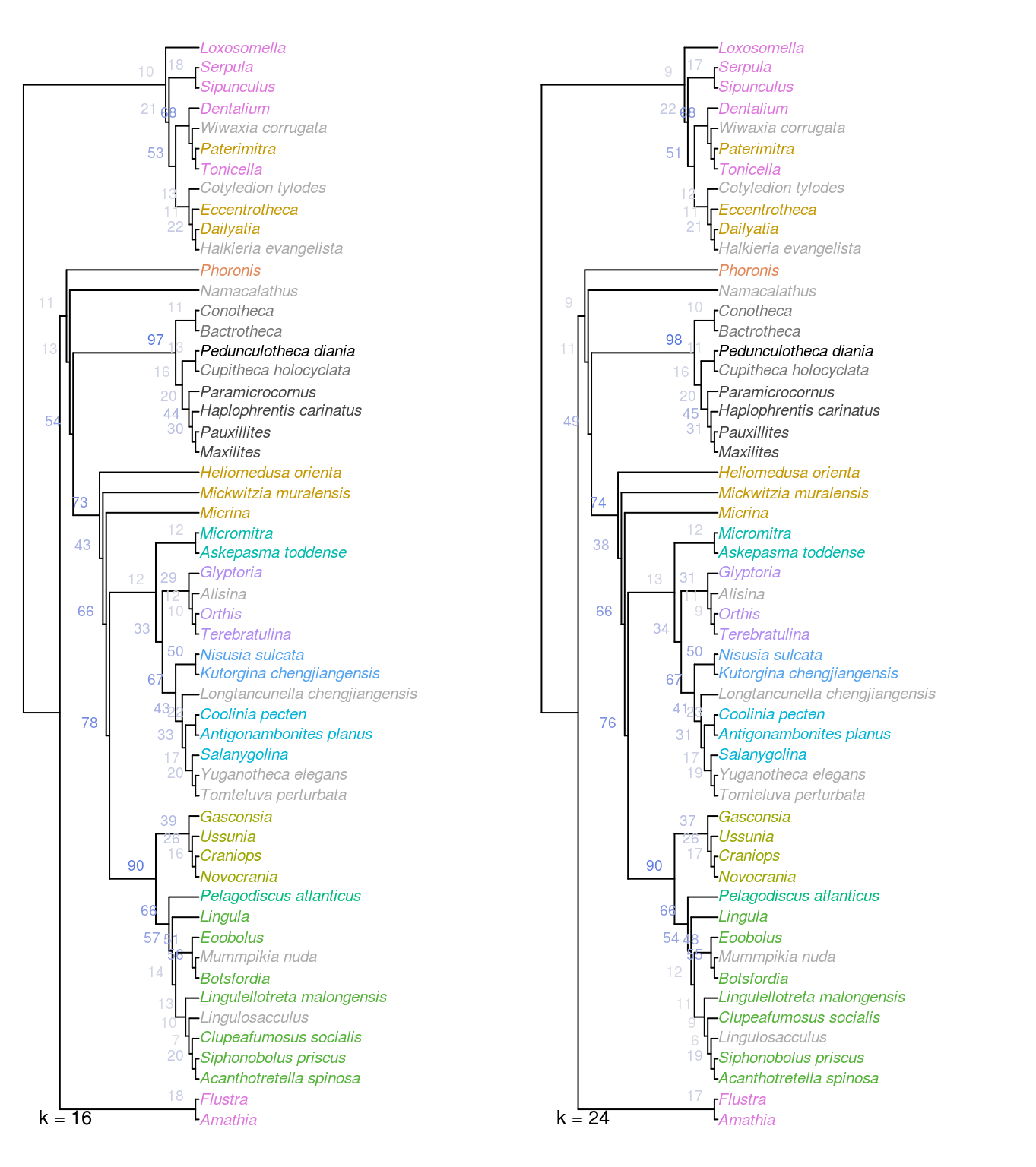 Strict consensus of all optimal trees under Fitch parsimony with implied weighting, at k = 16 and 24.