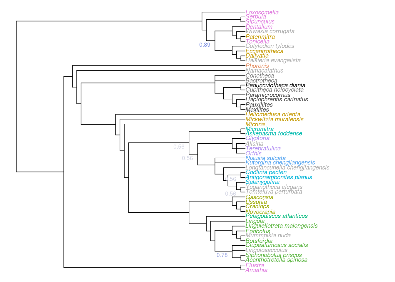 Majority-rule consensus of all trees that are optimal under implied weights. Node labels denote, where less than 100%, the frequency of each node in the set of all optimal trees.