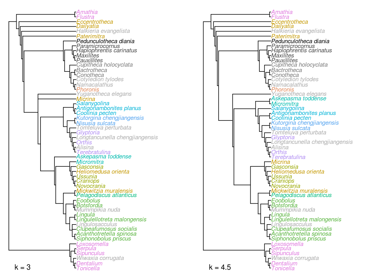 Strict consensus trees of implied weights analyses at k = 3 and 4.5.