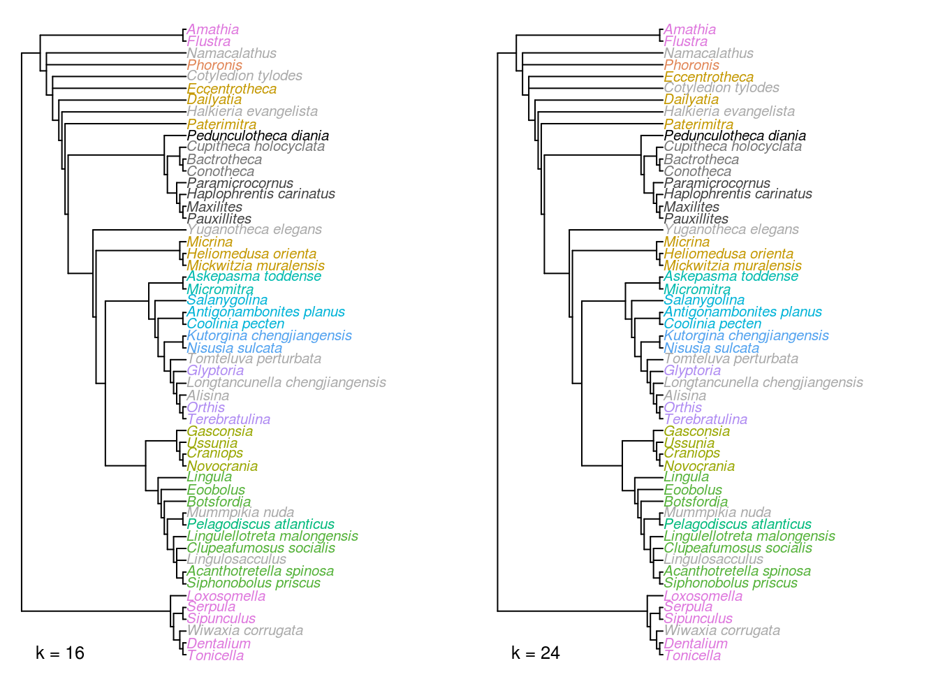 Strict consensus trees of implied weights analyses at k = 16 and 24.