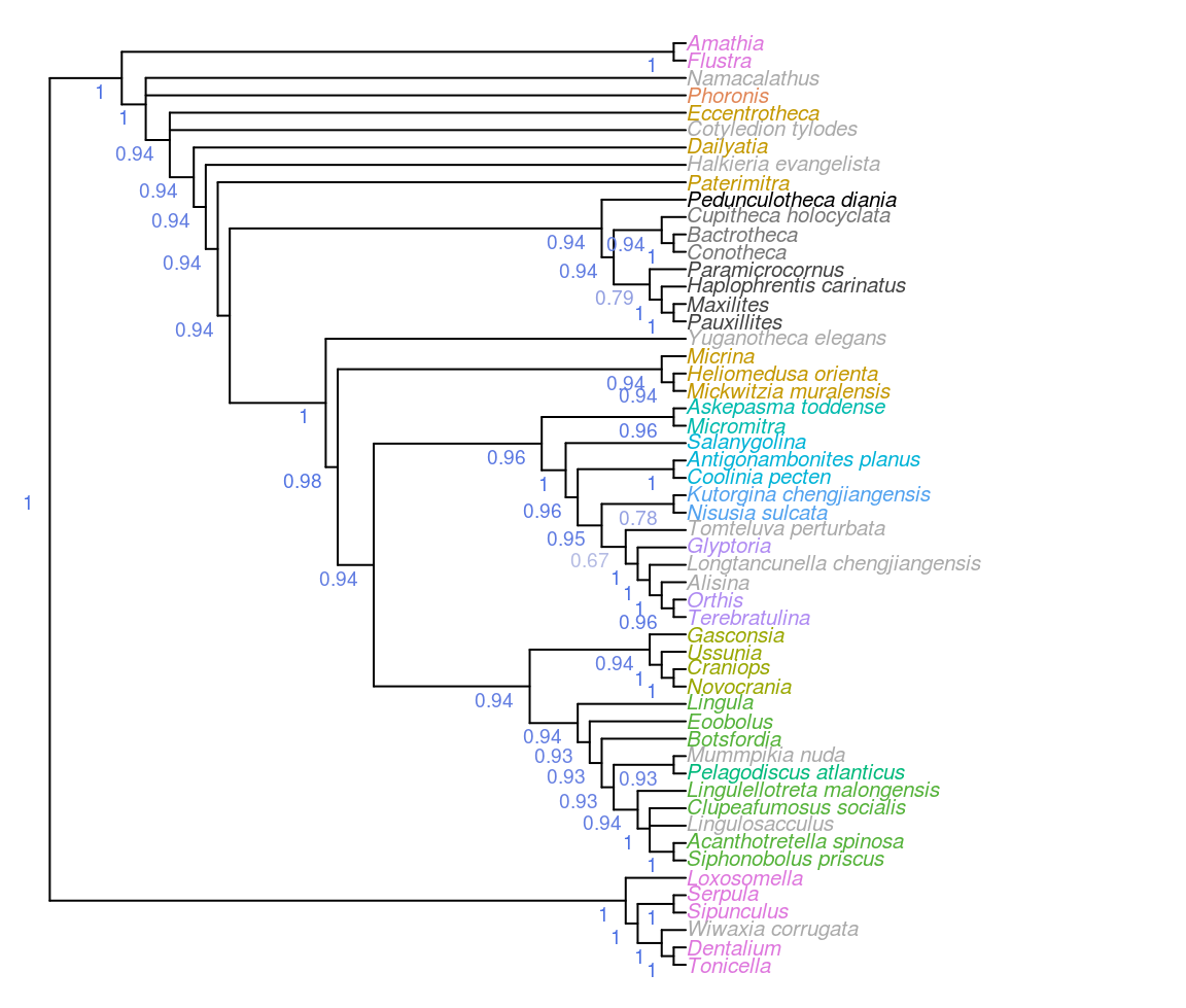 Consensus of all parsimony trees, under equal and implied weights. Node labels denote the frequency of each clade in most parsimonious trees under all analytical conditions.