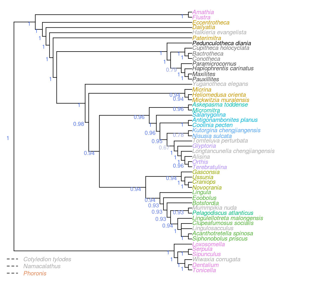 Consensus of same trees, with taxa pruned before constructing consensus to give context to clade support. Node labels denote the frequency of each clade in most parsimonious trees under all analytical conditions.